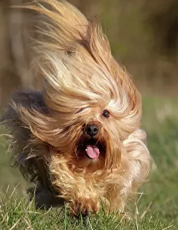 Havaneses: Dog - Bichon Havanais / Havanese - running towards camera