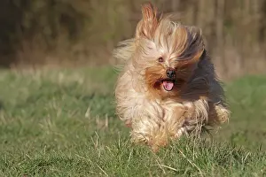 Havaneses: Dog - Bichon Havanais / Havanese - running towards camera