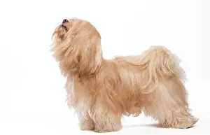 Havaneses: Dog - Bichon Havanais / Havanese in studio