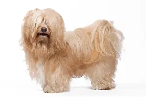 Havaneses: Dog - Bichon Havanais / Havanese in studio