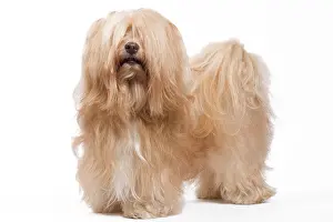 Havaneses: Dog - Bichon Havanais / Havanese in studio