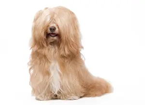 Havaneses: Dog - Bichon Havanais / Havanese in studio