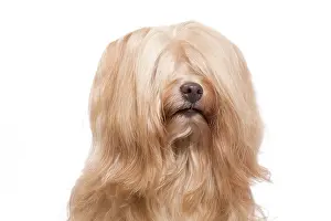 Havaneses: Dog - Bichon Havanais / Havanese in studio