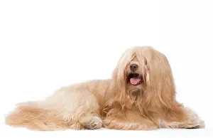 Havaneses: Dog - Bichon Havanais / Havanese in studio