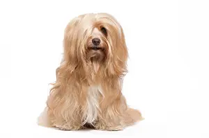 Havaneses: Dog - Bichon Havanais / Havanese in studio
