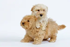Havaneses: Dog - Bichon Havanais / Havanese in studio