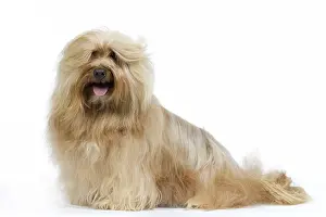 Havanais: Dog - Bichon Havanais / Havanese in studio