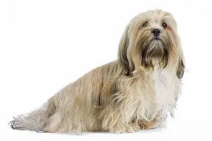 Havanais: Dog - Bichon Havanais / Havanese in studio