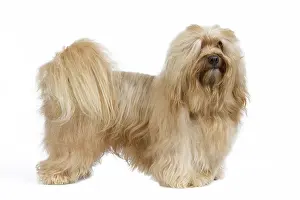 Havanais: Dog - Bichon Havanais / Havanese in studio