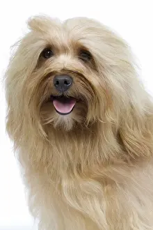 Havanais: Dog - Bichon Havanais / Havanese in studio