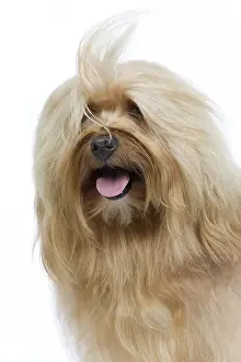 Havanais: Dog - Bichon Havanais / Havanese in studio