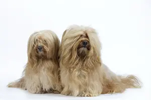 Havanais: Dog - Bichon Havanais / Havanese in studio