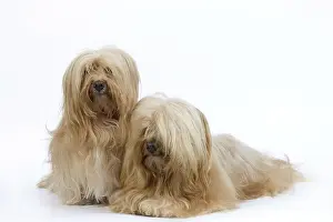 Havanais: Dog - Bichon Havanais / Havanese in studio