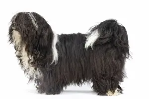 Havanais: Dog - Bichon Havanais / Havanese in studio
