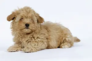 Havanais: Dog - Bichon Havanais / Havanese in studio
