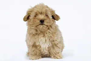 Havanais: Dog - Bichon Havanais / Havanese in studio