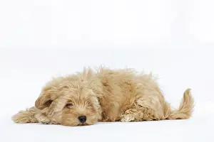 Havanais: Dog - Bichon Havanais / Havanese in studio