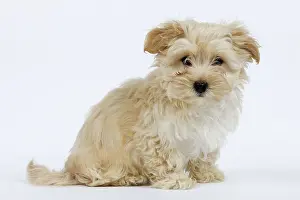 Havanais: Dog - Bichon Havanais / Havanese in studio