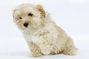 Havanais: Dog - Bichon Havanais / Havanese in studio - with