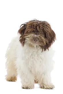 Havaneses: Dog - Bichon Havanais / Havanese in studio