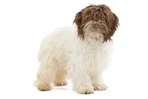 Havaneses: Dog - Bichon Havanais / Havanese in studio