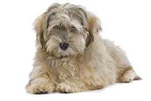 Havaneses: Dog - Bichon Havanais / Havanese in studio