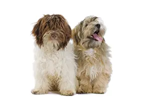 Havaneses: Dog - Bichon Havanais / Havanese in studio
