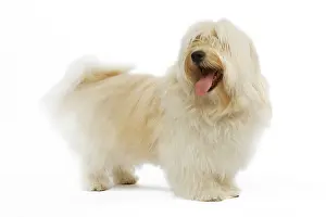 Havaneses: Dog - Bichon Havanais / Havanese in studio