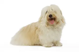 Havaneses: Dog - Bichon Havanais / Havanese in studio