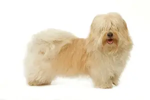 Havaneses: Dog - Bichon Havanais / Havanese - in studio