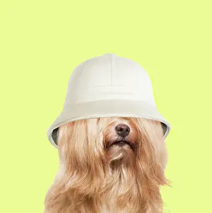 Havanais: Dog - Bichon Havanais / Havanese wearing pith hat