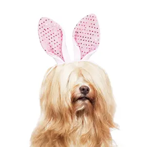 Havanais: Dog