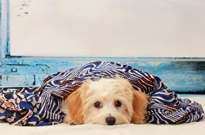 Havanese: Dog Bichon Havanese