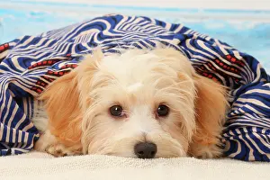 Havanese: Dog Bichon Havanese