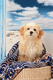 Havanese: Dog Bichon Havanese