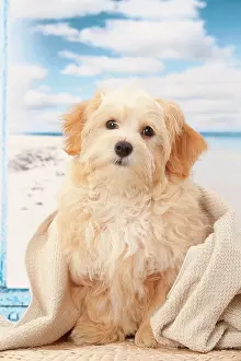 Havanese: Dog Bichon Havanese