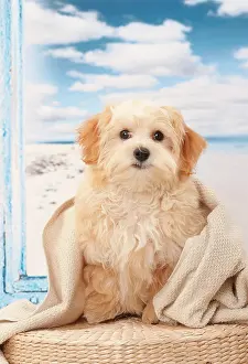 Havanese: Dog Bichon Havanese