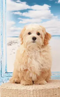 Havanese: Dog Bichon Havanese