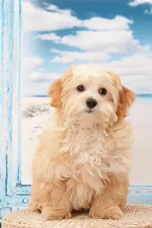 Havanese: Dog Bichon Havanese