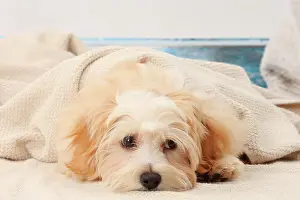 Havanese: Dog Bichon Havanese