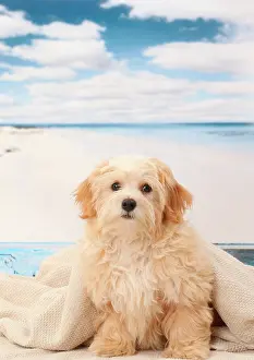 Havanese: Dog Bichon Havanese