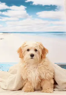 Havanese: Dog Bichon Havanese