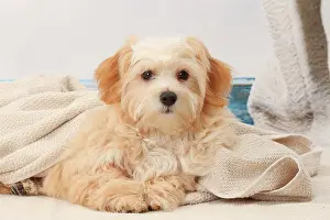 Havanese: Dog Bichon Havanese