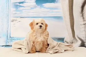 Havanese: Dog Bichon Havanese
