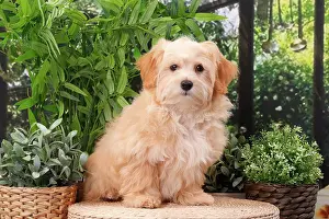 Havanese: Dog Bichon Havanese
