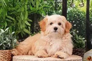 Havanese: Dog Bichon Havanese