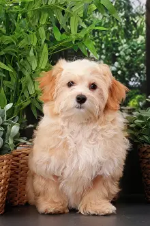 Havanese: Dog Bichon Havanese