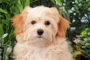 Havanese: Dog Bichon Havanese