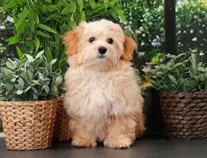 Havanese: Dog Bichon Havanese