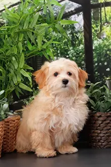 Havanese: Dog Bichon Havanese